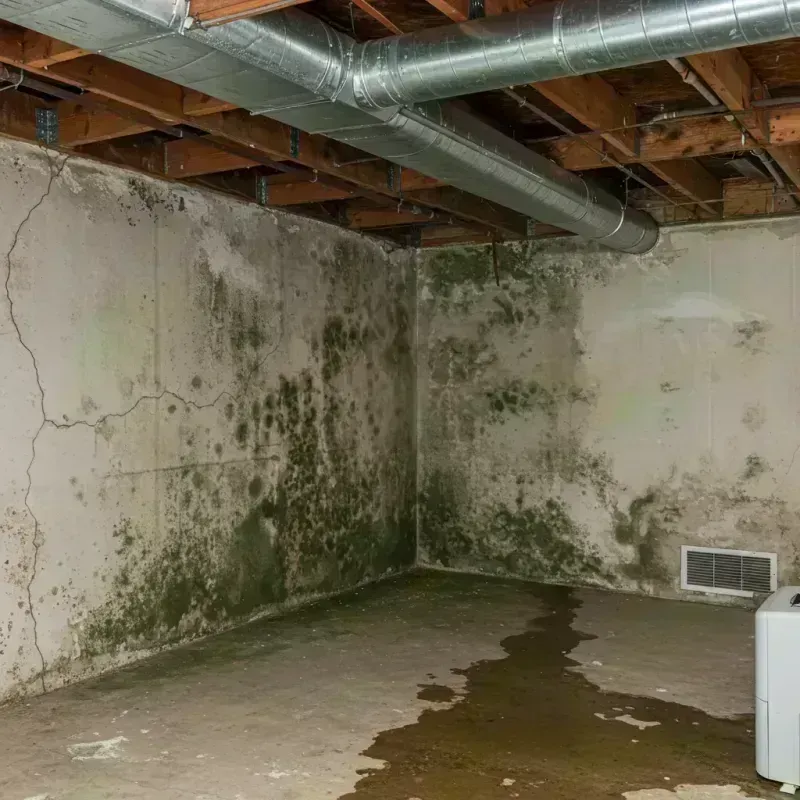 Professional Mold Removal in Highland, IL